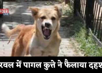 अरवल में पागल कुत्ते ने फैलाया दहशत
